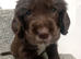 ️ KC Registered Show Type Cocker Puppies️