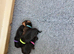 Beautiful Dachshund Puppies