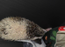 Male baby hedgehog with Vivarium