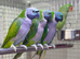 Derbyan parrot