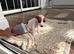 Jack Russel boy puppy dash