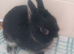 10 week old netherland dwarf rabbit