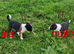 ISDS border collie pups for sale