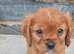 King Charles Puppies For Sale