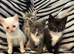 4 Stunning Siamese Mixed Kittens