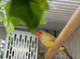 Star finches