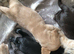 Cocker spaniel beautiful puppies