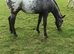 Apploosa Aphc filly