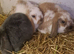 Lovely mini lops