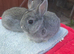 Netherland dwarf and lion head kits