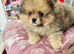 Tiny Pomeranians Puppies