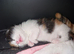 Beautiful Calico Rescue kitten ready for Reserving