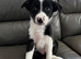 Border Collie Puppies – Ready for Their New Homes