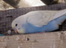 Young budgies for sale Ideal age for taming