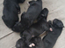 Labrador puppies for sale