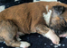 Selling our 10 lovely puppies English bull terrier cross staffy