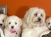 Maltese puppies 2 girls