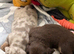 Gorgeous Miniature Dachshunds