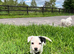 Jack Russell puppies
