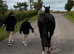 Welsh mare project
