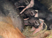Saddleback piglets