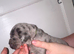 Our beautiful nala has had a lovely litter of 11
