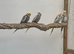 Cockatiels
