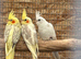 2026 aviary breed mutation cockatiels