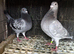 Selling 2 pigeons