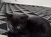 1 male 1 female kitten