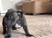 Last 2 girl ****Pocket bully puppies ready to leave now****