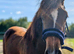 2yr Welsh d gelding to make 14.1/2