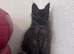 TICA active black smoke female