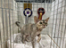 Beautiful 5 Year Old Devon Rex Female – Retired Breeding Queen