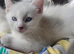 blue and white ready now - 1 boy left, ready now