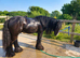 Stunning 13.1hh 9yo black cob gelding.