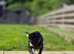Tommy kc reg French bull dog