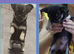 Chihuahua puppies