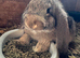 Pure Giant French Lops
