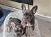 KC Female French Bulldogs