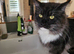 3 male main coon