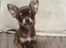 stunning tony blue chihuahua READY to leave