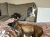 Female Mali pup needs new home