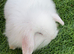 Mini lion lop