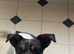 Pet Companion