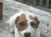 Parson Terrier pups for sale