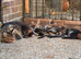 Last 2! MAINE COON KITTENS