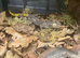 Birthday Week-end Surprise - Full Set Up + Half Price Spiny Tail Gecko