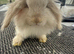 Female Mini Lion Lop Rabbit Looking for a Loving Home