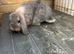 Mini Lop Doe